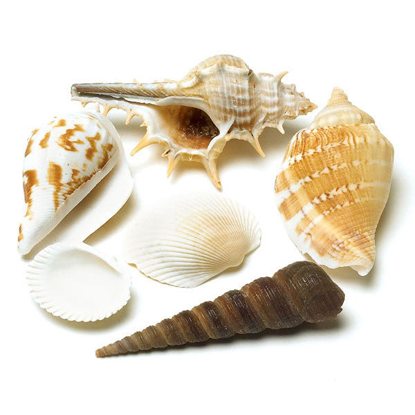 Decorative Natural Shells